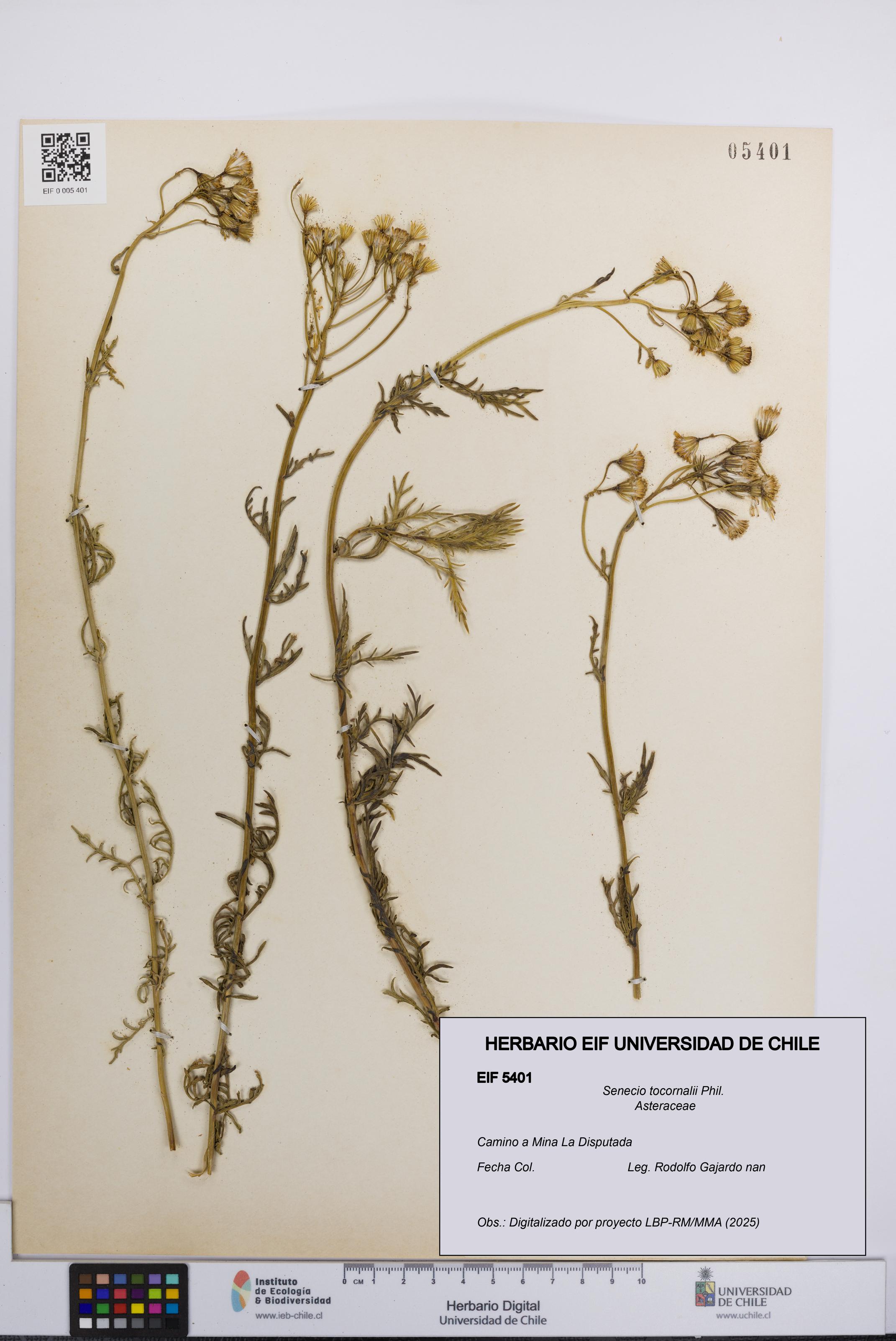 Senecio tocornalii [Espécimen: UCH:EIF:0005401]