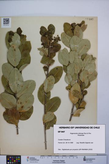 Kageneckia oblonga [Espécimen: UCH:EIF:0005407]