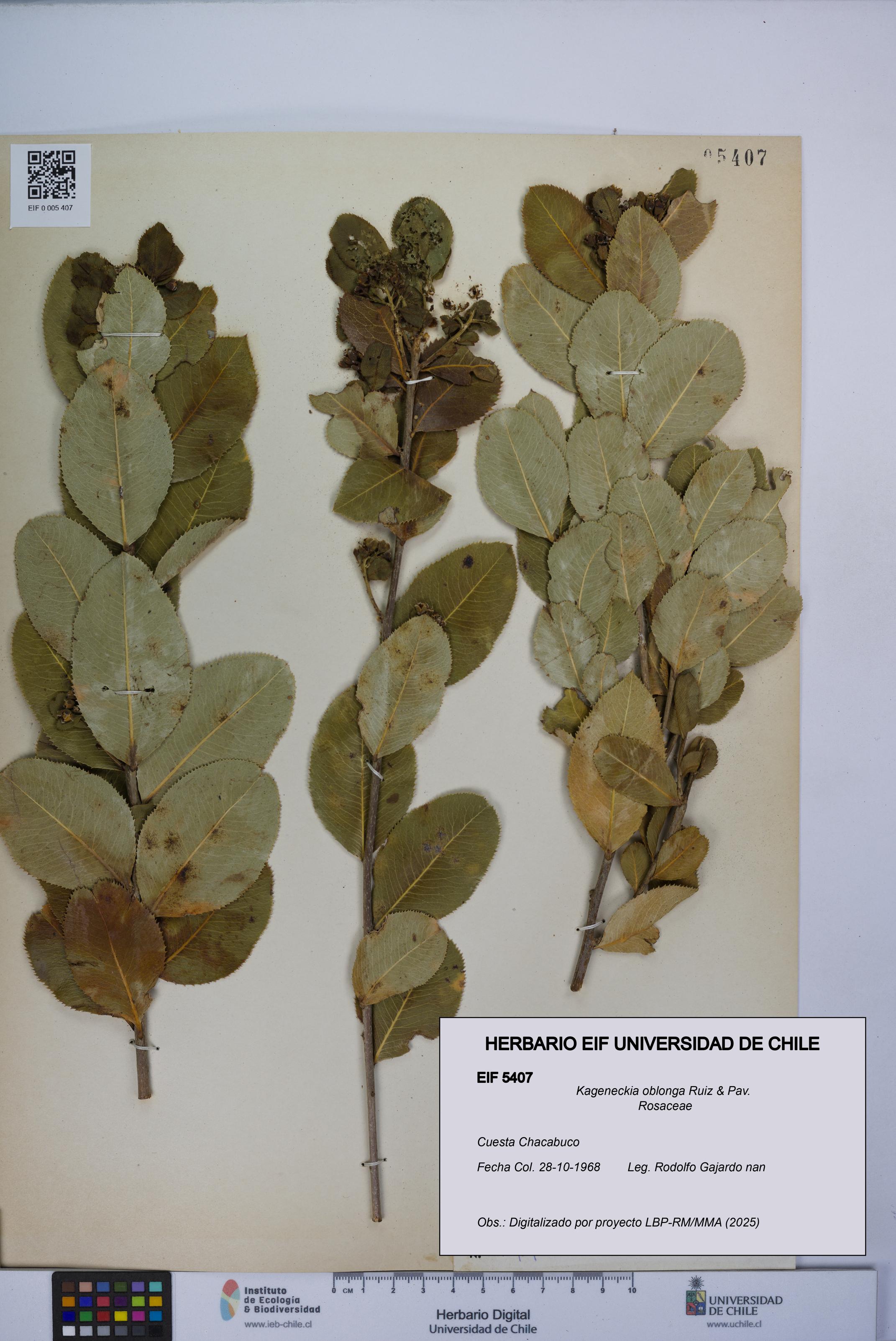 Kageneckia oblonga [Espécimen: UCH:EIF:0005407]