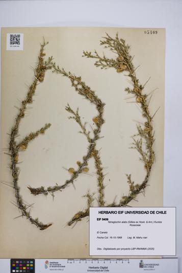 Tetraglochin alata [Espécimen: UCH:EIF:0005409]