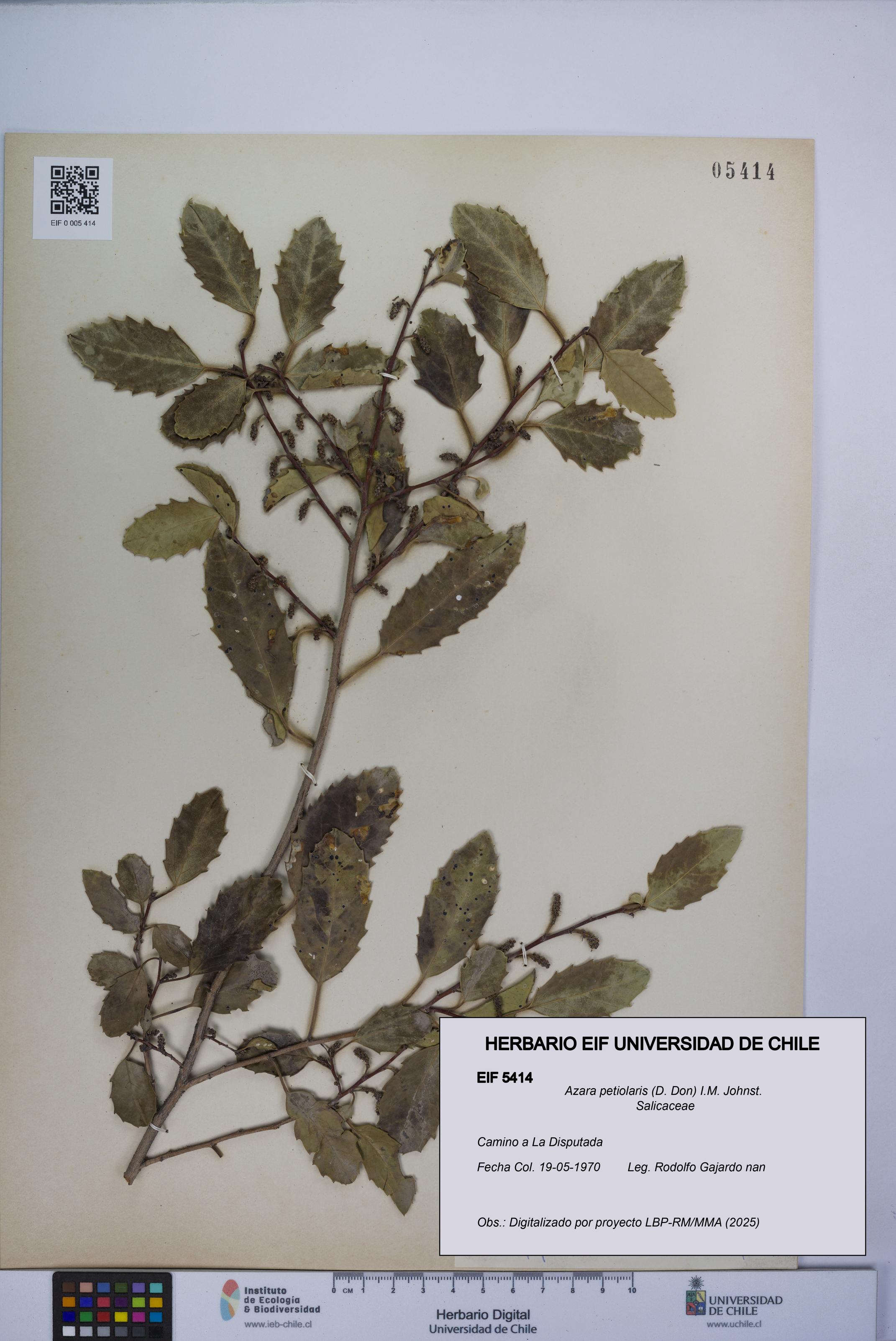 Azara petiolaris [Espécimen: UCH:EIF:0005414]