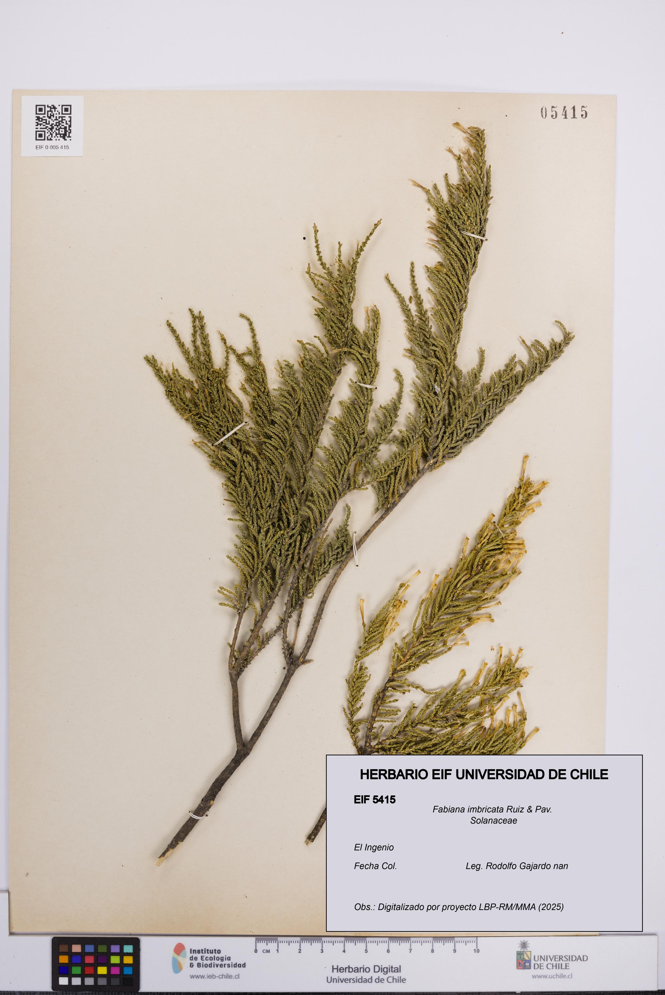 Fabiana imbricata [Espécimen: UCH:EIF:0005415]