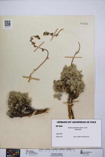 Acaena splendens [Espécimen: UCH:EIF:0005445]