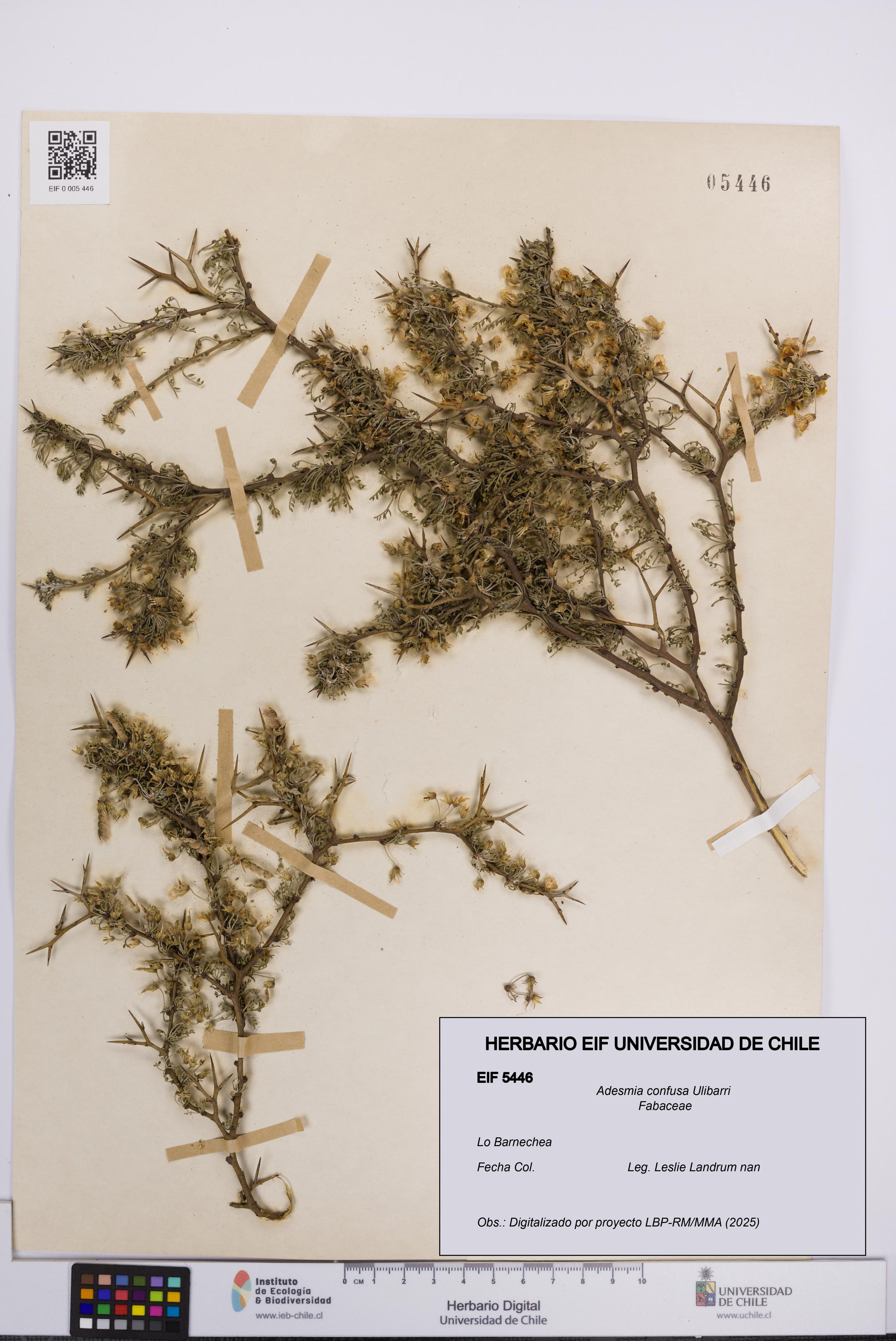 Adesmia confusa [Espécimen: UCH:EIF:0005446]