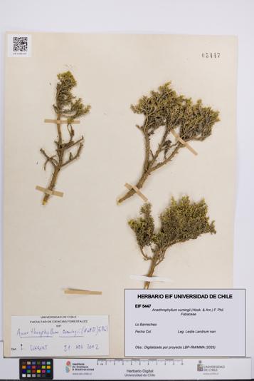 Anarthrophyllum cumingii [Espécimen: UCH:EIF:0005447]