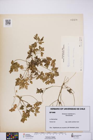 Geranium robertianum [Espécimen: UCH:EIF:0005450]