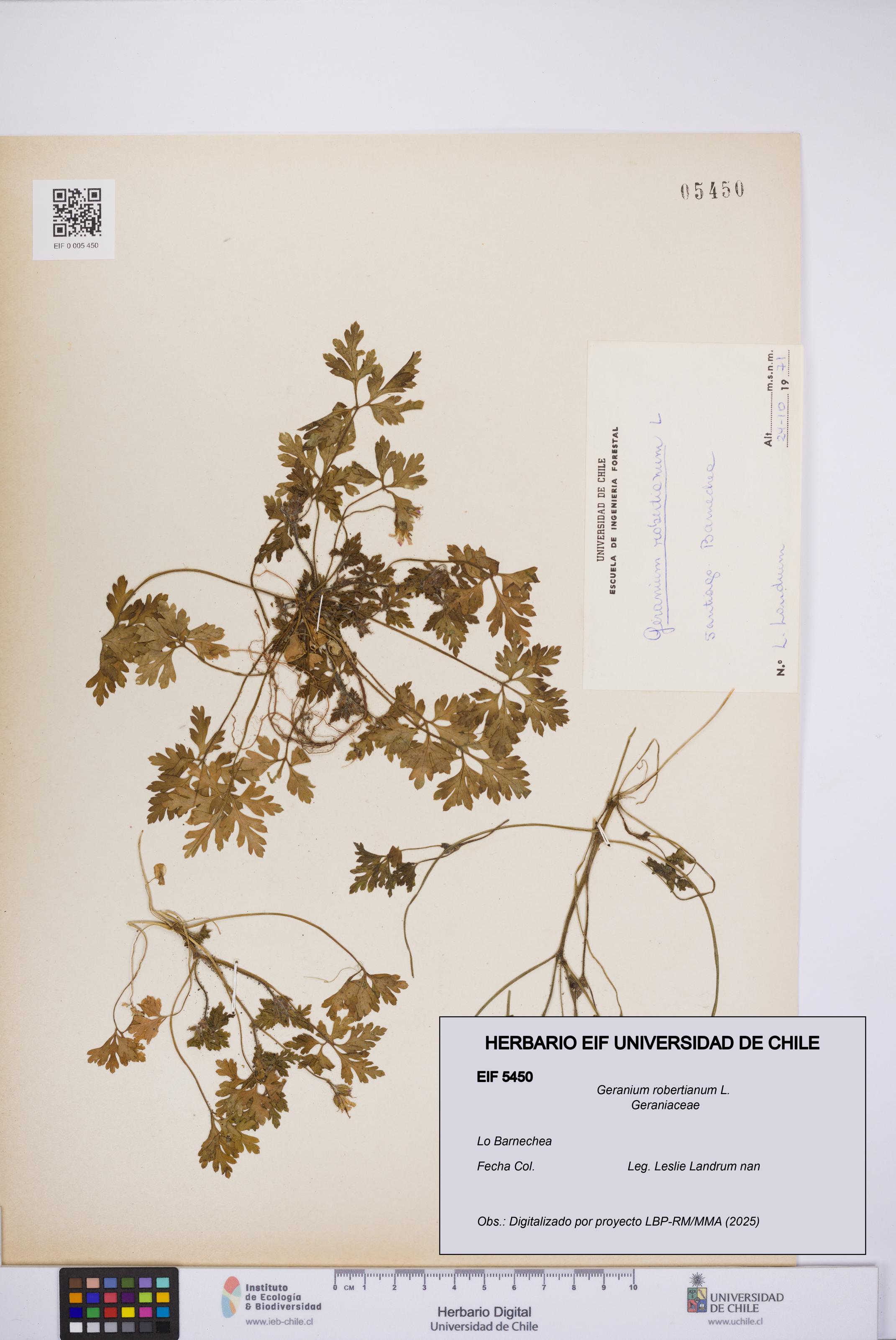 Geranium robertianum [Espécimen: UCH:EIF:0005450]