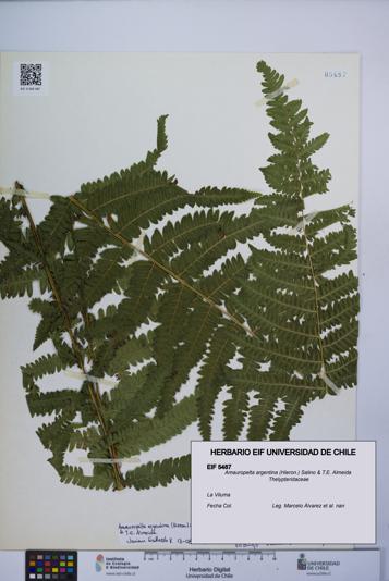 Amauropelta argentina [Espécimen: UCH:EIF:0005487]