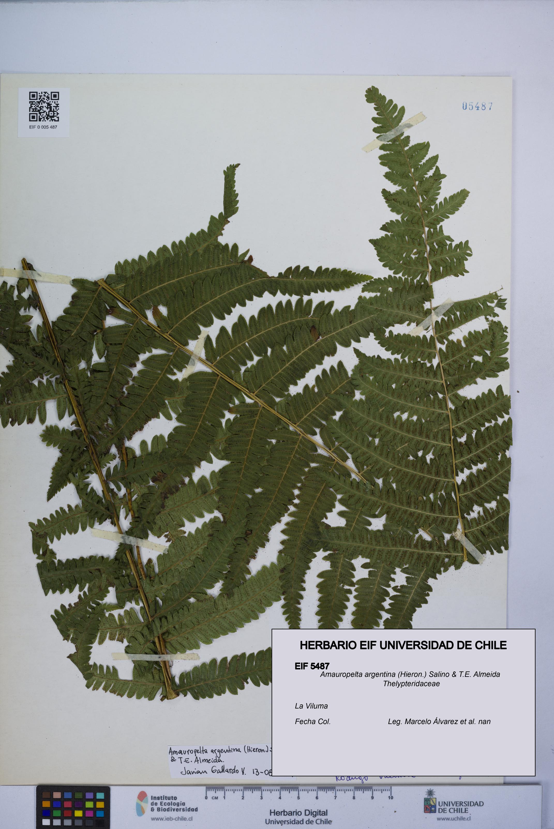 Amauropelta argentina [Espécimen: UCH:EIF:0005487]