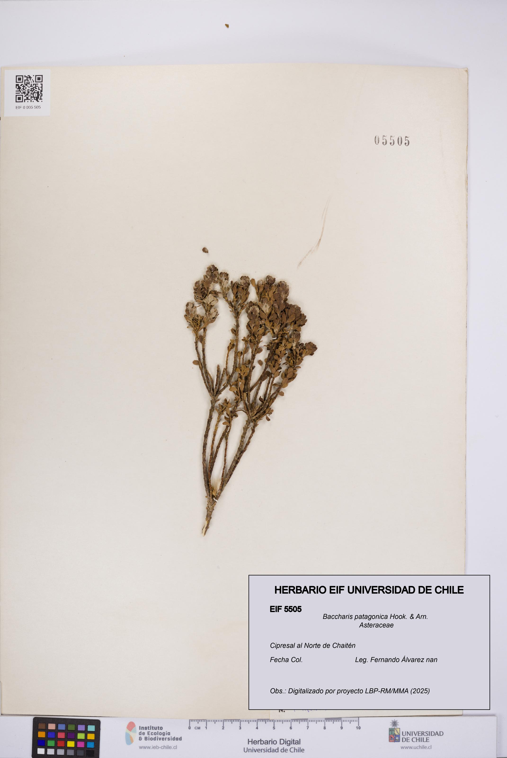 Baccharis patagonica [Espécimen: UCH:EIF:0005505]