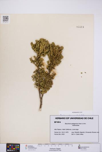 Baccharis patagonica [Espécimen: UCH:EIF:0005514]