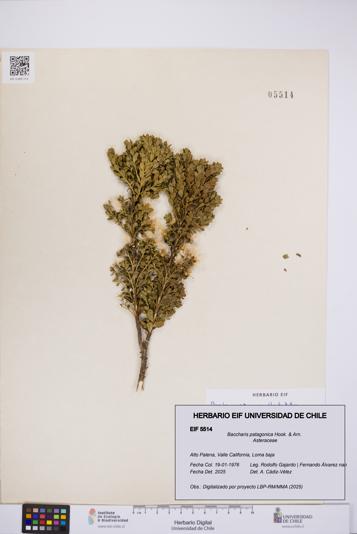 Baccharis patagonica [Espécimen: UCH:EIF:0005514]