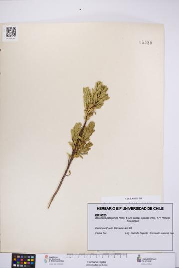 Baccharis patagonica subsp. palenae [Espécimen: UCH:EIF:0005520]