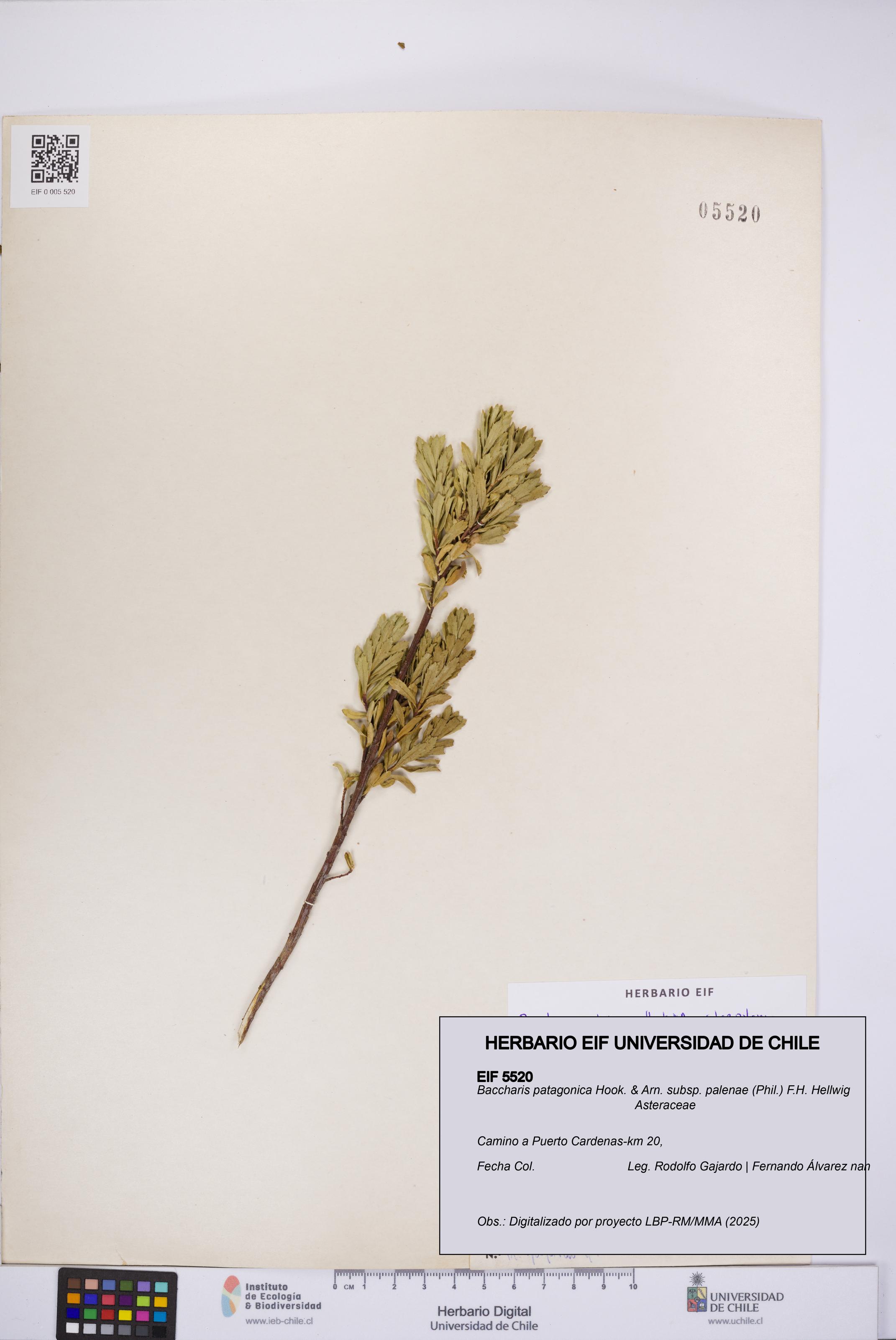 Baccharis patagonica subsp. palenae [Espécimen: UCH:EIF:0005520]