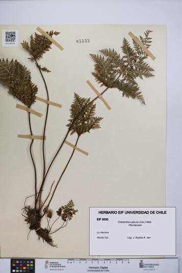 Cheilanthes glauca [Espécimen: UCH:EIF:0005533]