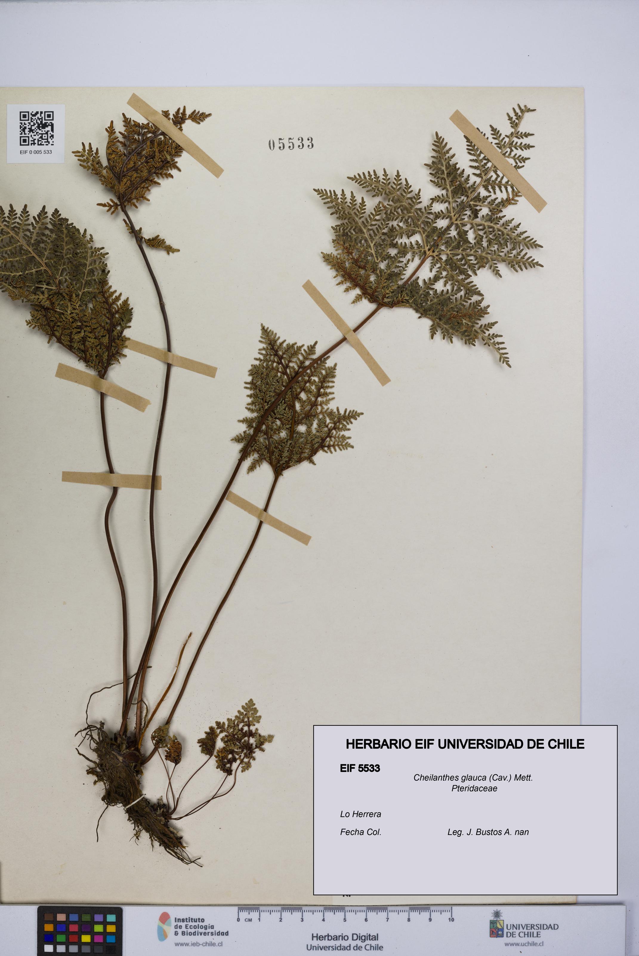 Cheilanthes glauca [Espécimen: UCH:EIF:0005533]