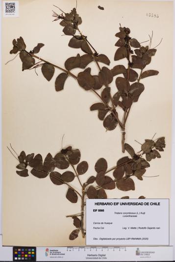 Tristerix corymbosus [Espécimen: UCH:EIF:0005585]