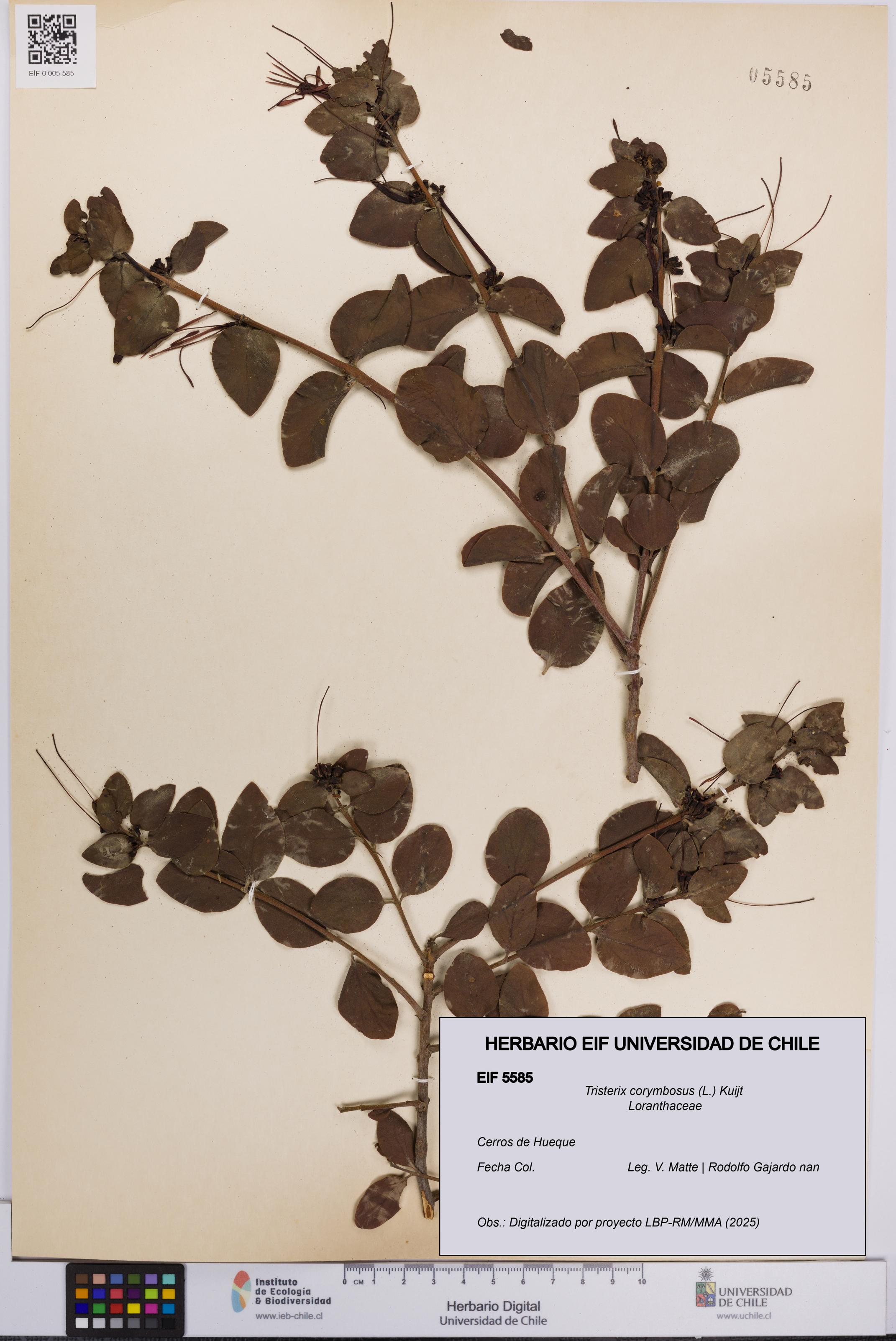Tristerix corymbosus [Espécimen: UCH:EIF:0005585]