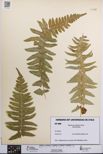 Blechnum hastatum [Espécimen: UCH:EIF:0005586]
