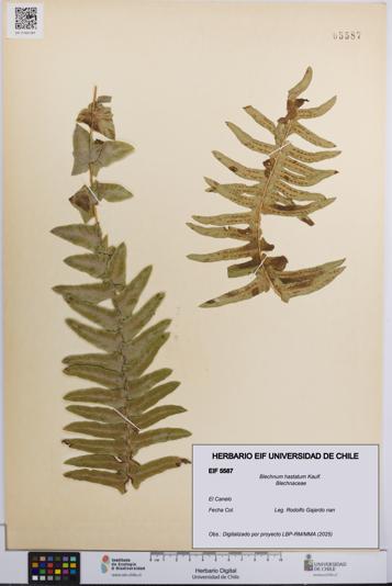 Blechnum hastatum [Espécimen: UCH:EIF:0005587]