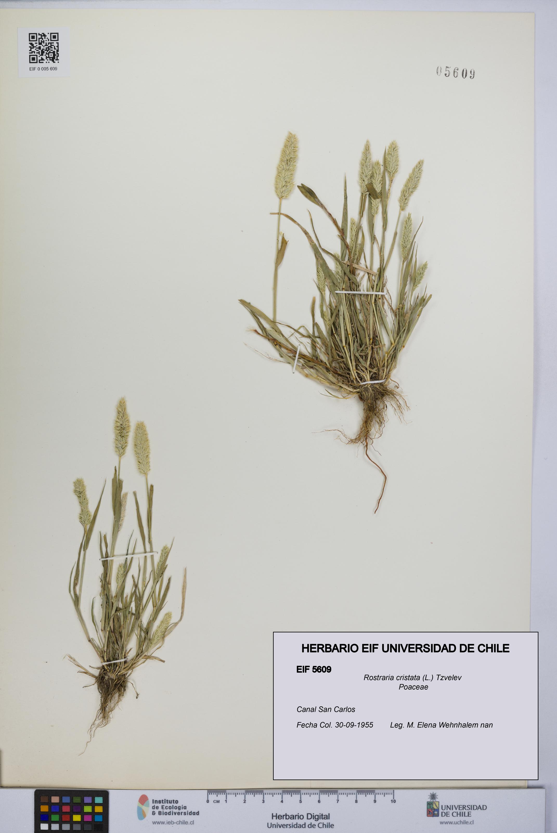 Rostraria cristata [Espécimen: UCH:EIF:0005609]