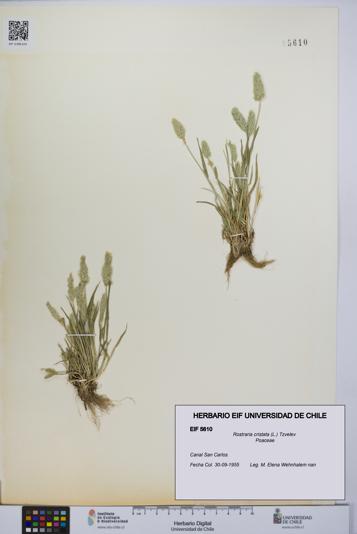 Rostraria cristata [Espécimen: UCH:EIF:0005610]