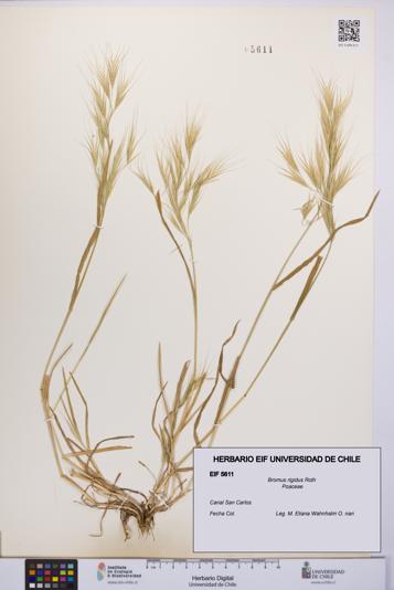 Bromus rigidus [Espécimen: UCH:EIF:0005611]