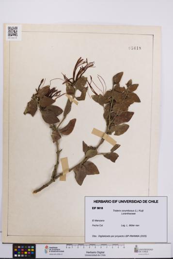 Tristerix corymbosus [Espécimen: UCH:EIF:0005618]