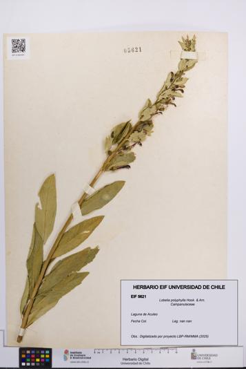 Lobelia polyphylla [Espécimen: UCH:EIF:0005621]