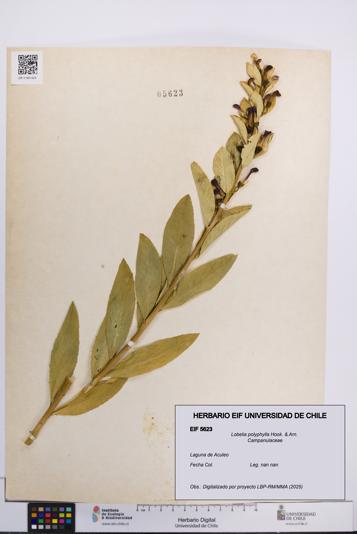 Lobelia polyphylla [Espécimen: UCH:EIF:0005623]