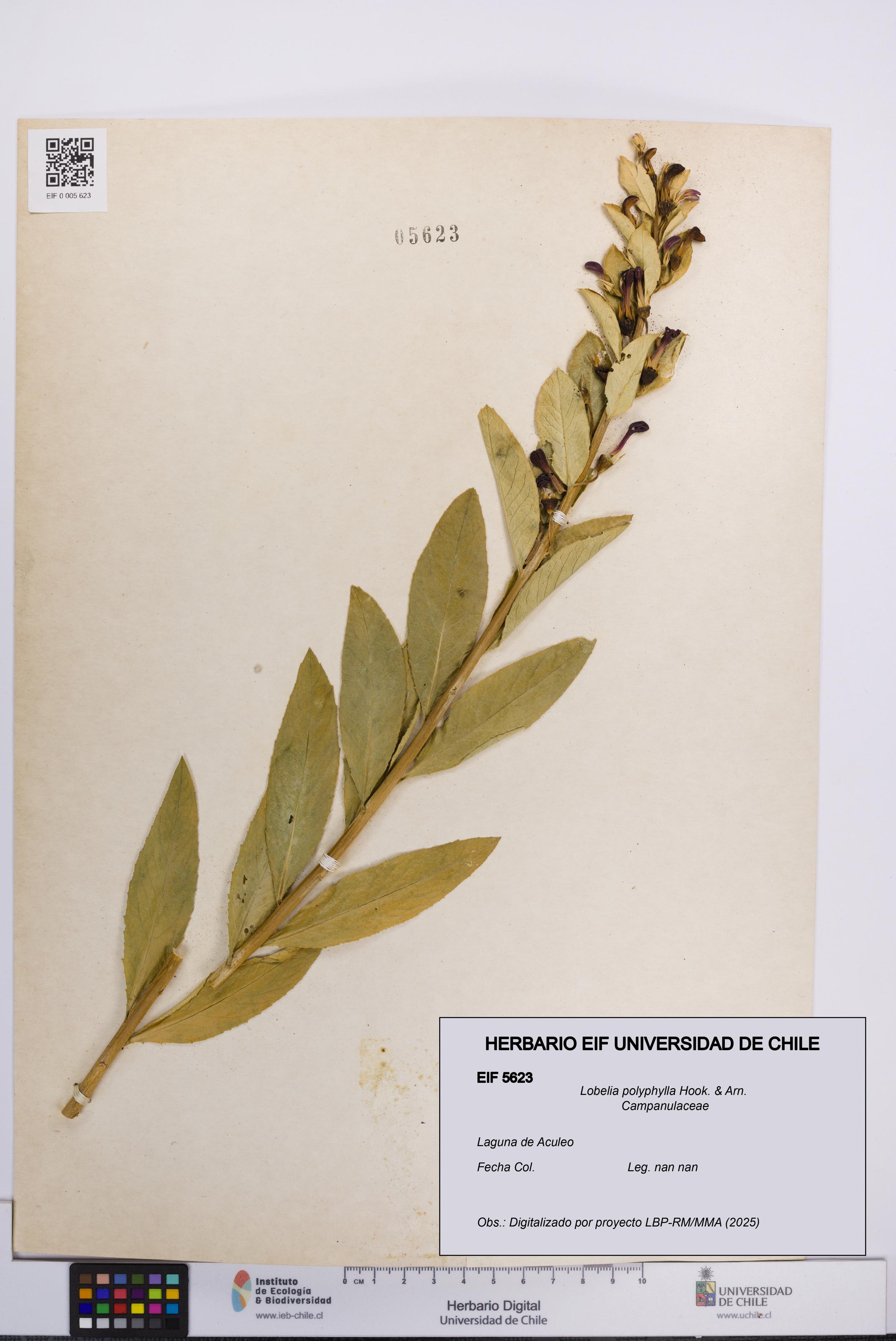 Lobelia polyphylla [Espécimen: UCH:EIF:0005623]