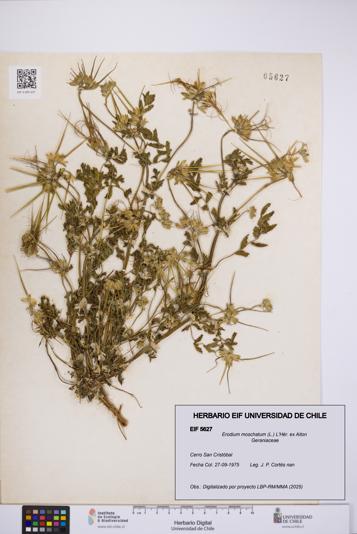 Erodium moschatum [Espécimen: UCH:EIF:0005627]