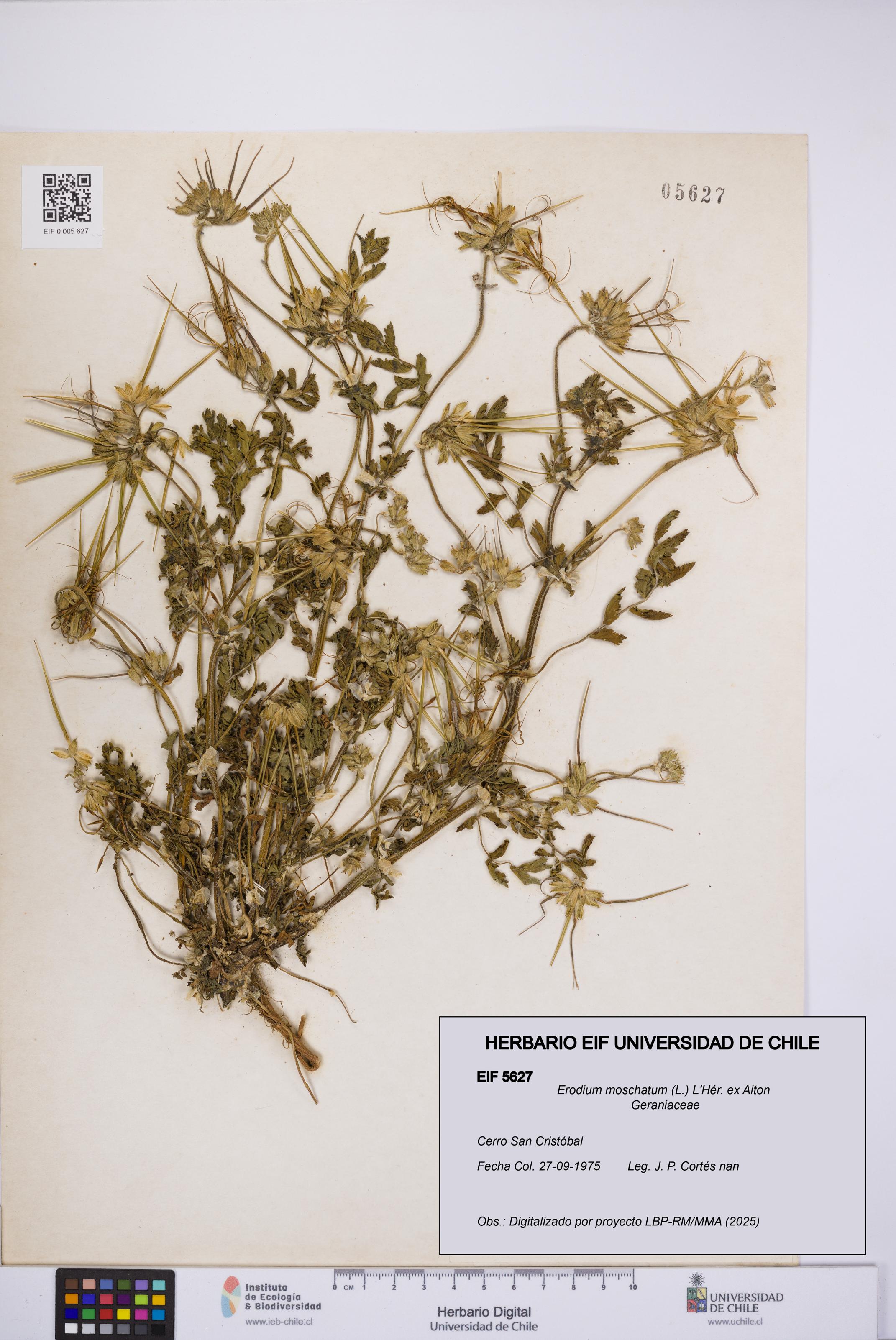 Erodium moschatum [Espécimen: UCH:EIF:0005627]
