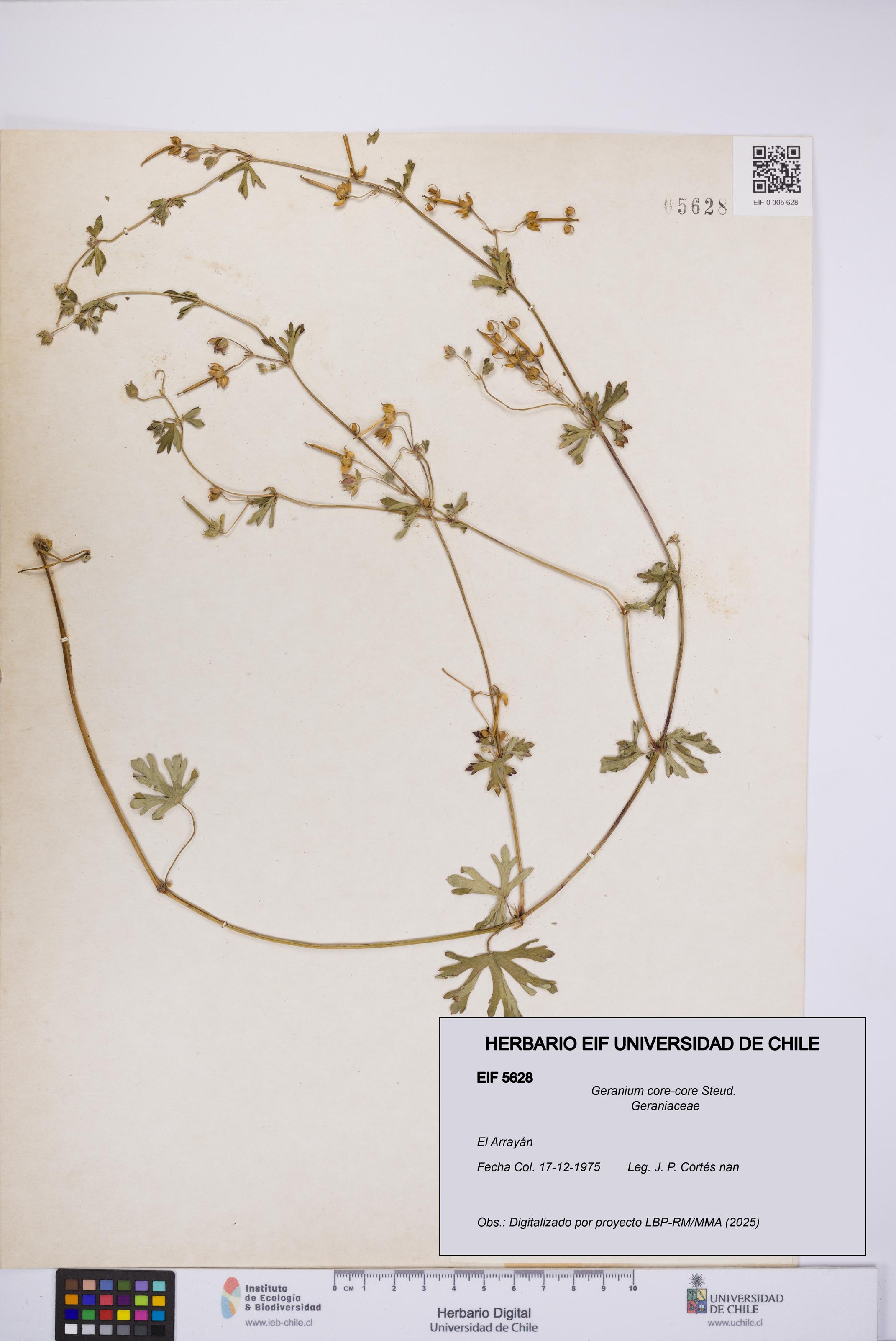 Geranium core-core [Espécimen: UCH:EIF:0005628]