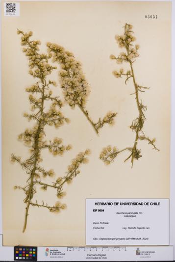 Baccharis paniculata [Espécimen: UCH:EIF:0005654]