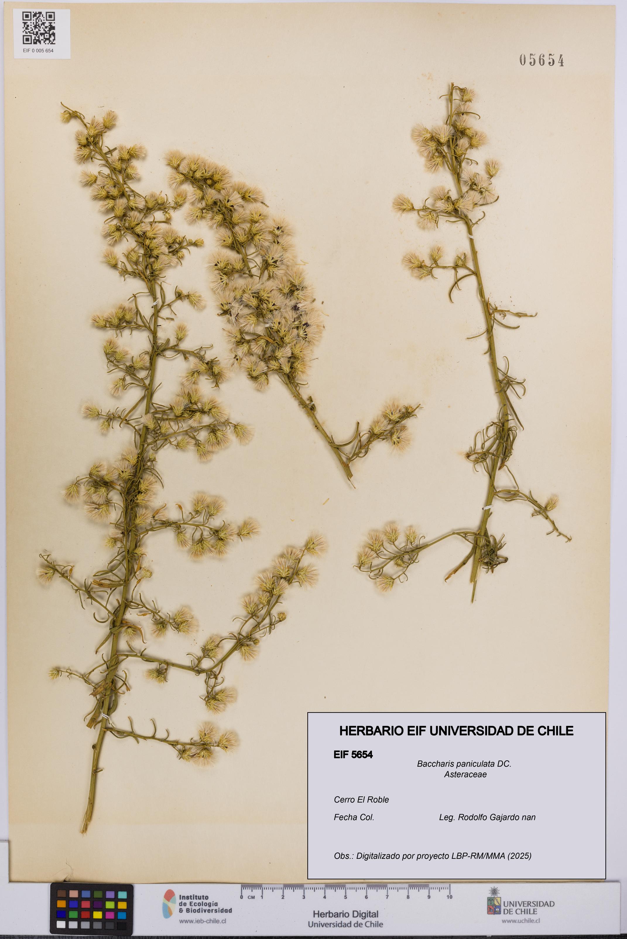 Baccharis paniculata [Espécimen: UCH:EIF:0005654]