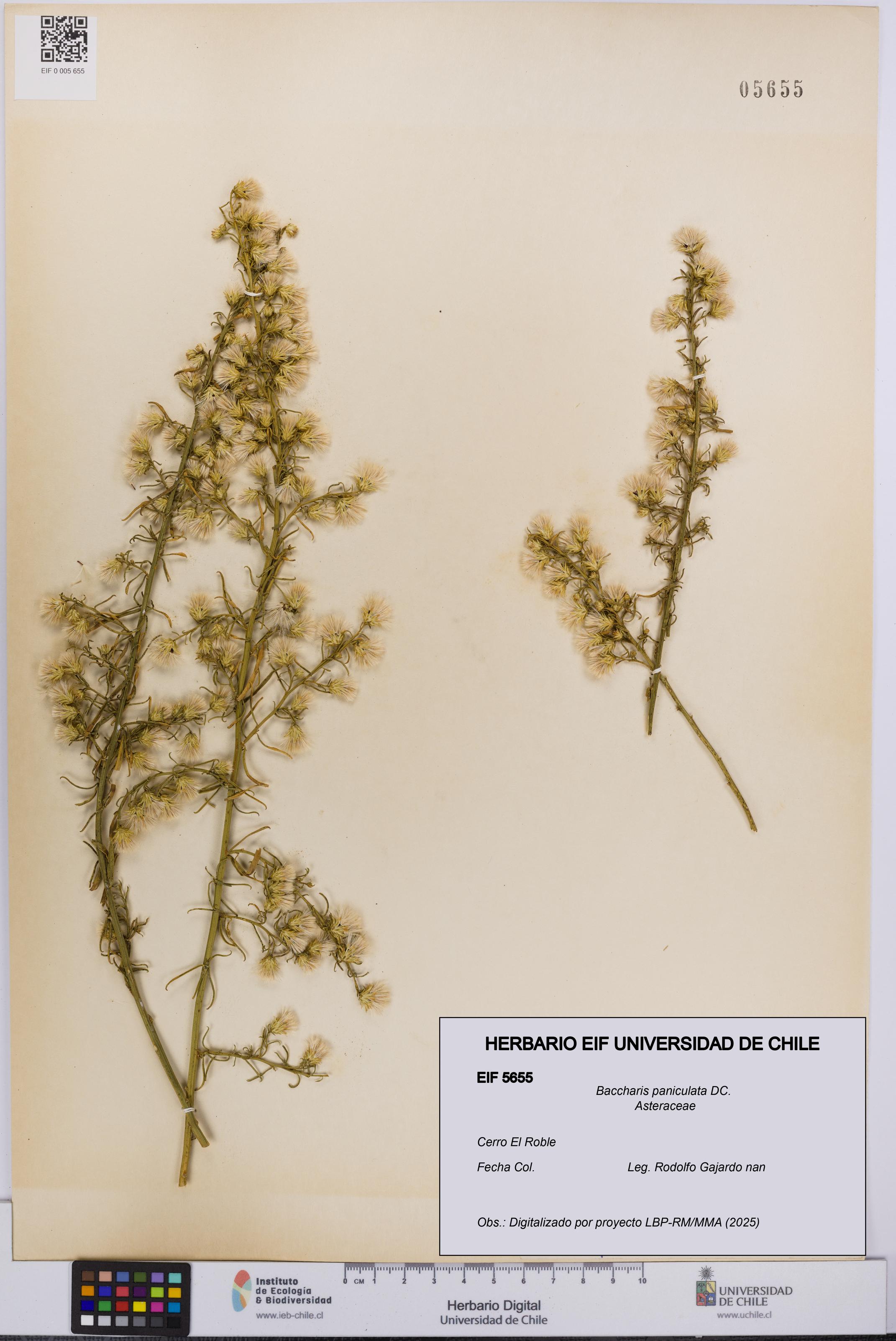 Baccharis paniculata [Espécimen: UCH:EIF:0005655]