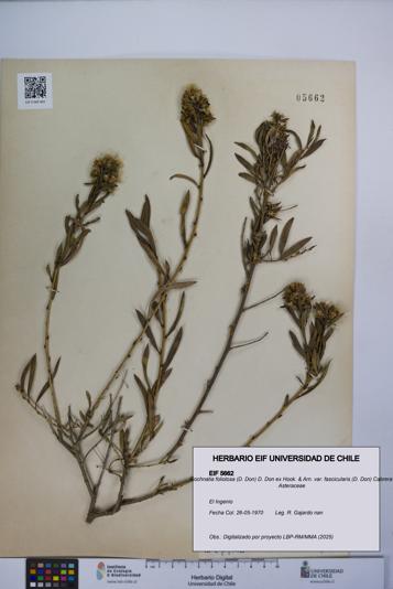 Gochnatia foliolosa var. fascicularis [Espécimen: UCH:EIF:0005662]