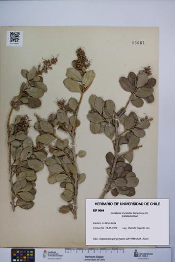 Escallonia myrtoidea [Espécimen: UCH:EIF:0005664]