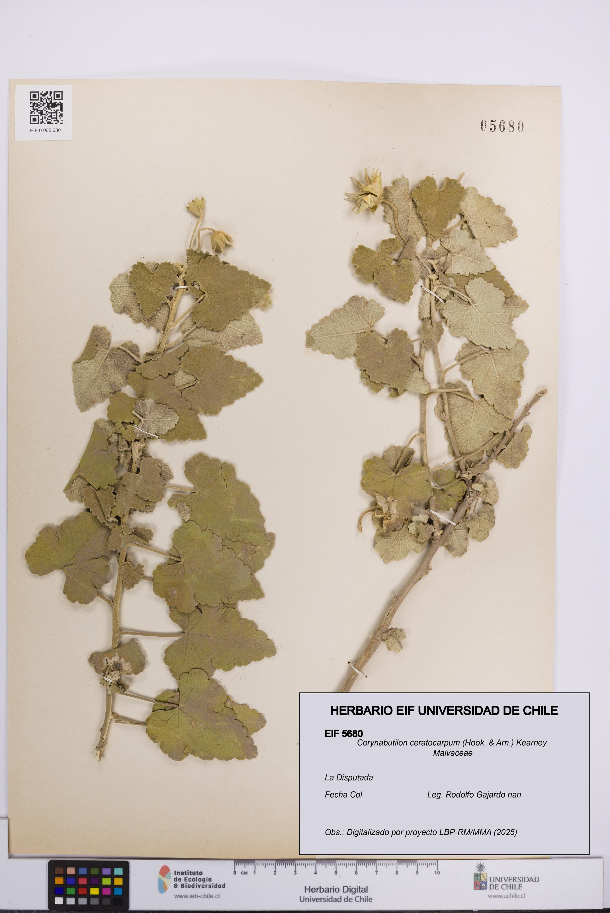 Corynabutilon ceratocarpum [Espécimen: UCH:EIF:0005680]