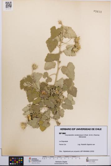 Corynabutilon ceratocarpum [Espécimen: UCH:EIF:0005681]