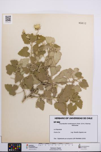 Corynabutilon ceratocarpum [Espécimen: UCH:EIF:0005682]