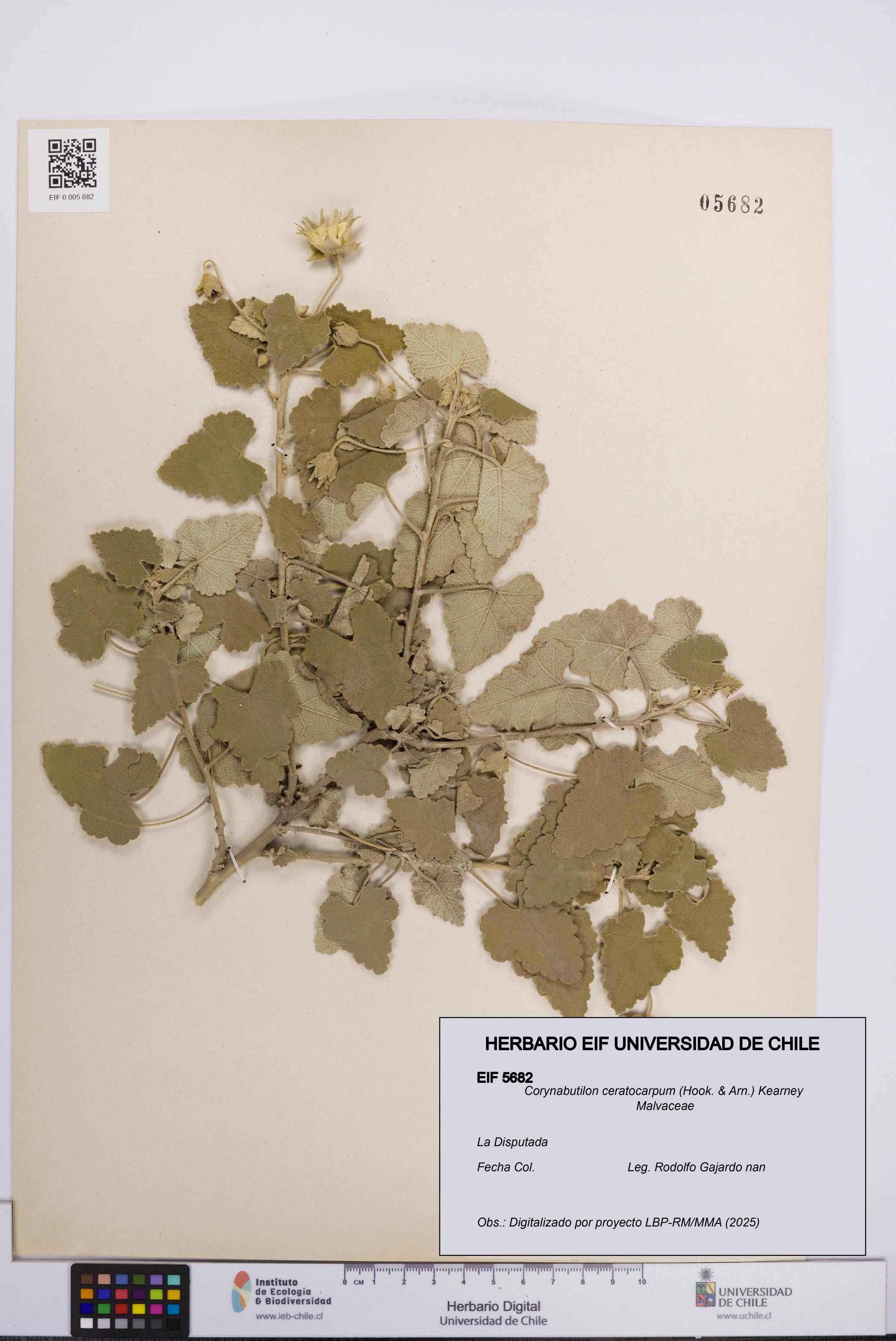 Corynabutilon ceratocarpum [Espécimen: UCH:EIF:0005682]