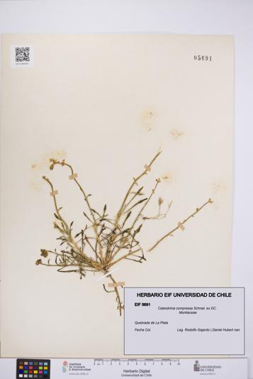 Calandrinia compressa [Espécimen: UCH:EIF:0005691]