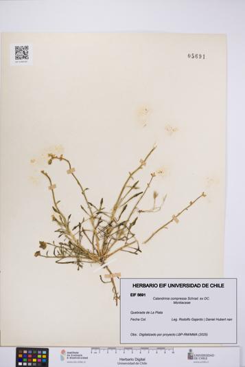 Calandrinia compressa [Espécimen: UCH:EIF:0005691]