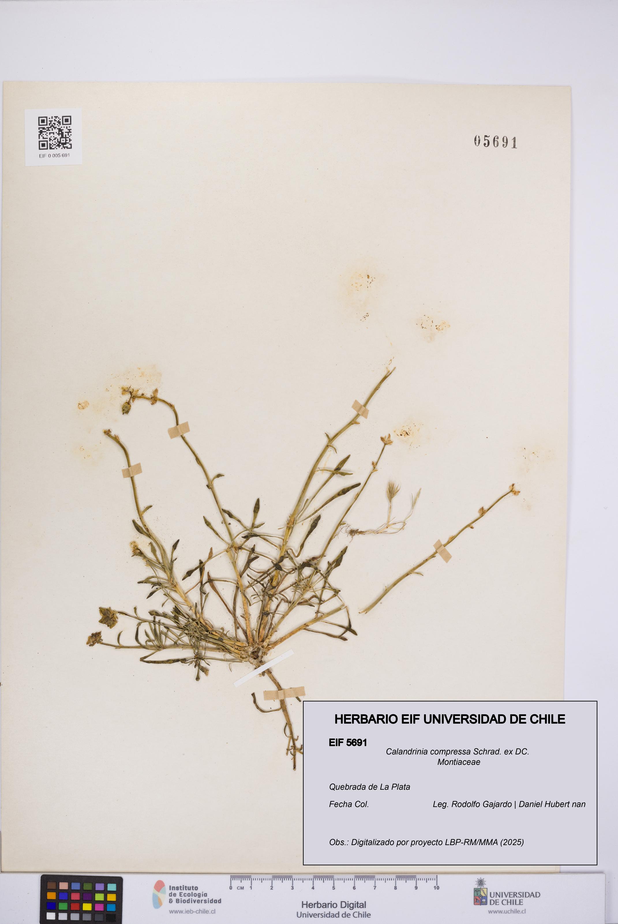 Calandrinia compressa [Espécimen: UCH:EIF:0005691]