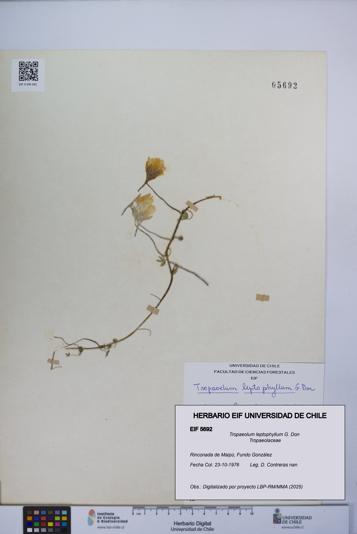 Tropaeolum leptophyllum [Espécimen: UCH:EIF:0005692]