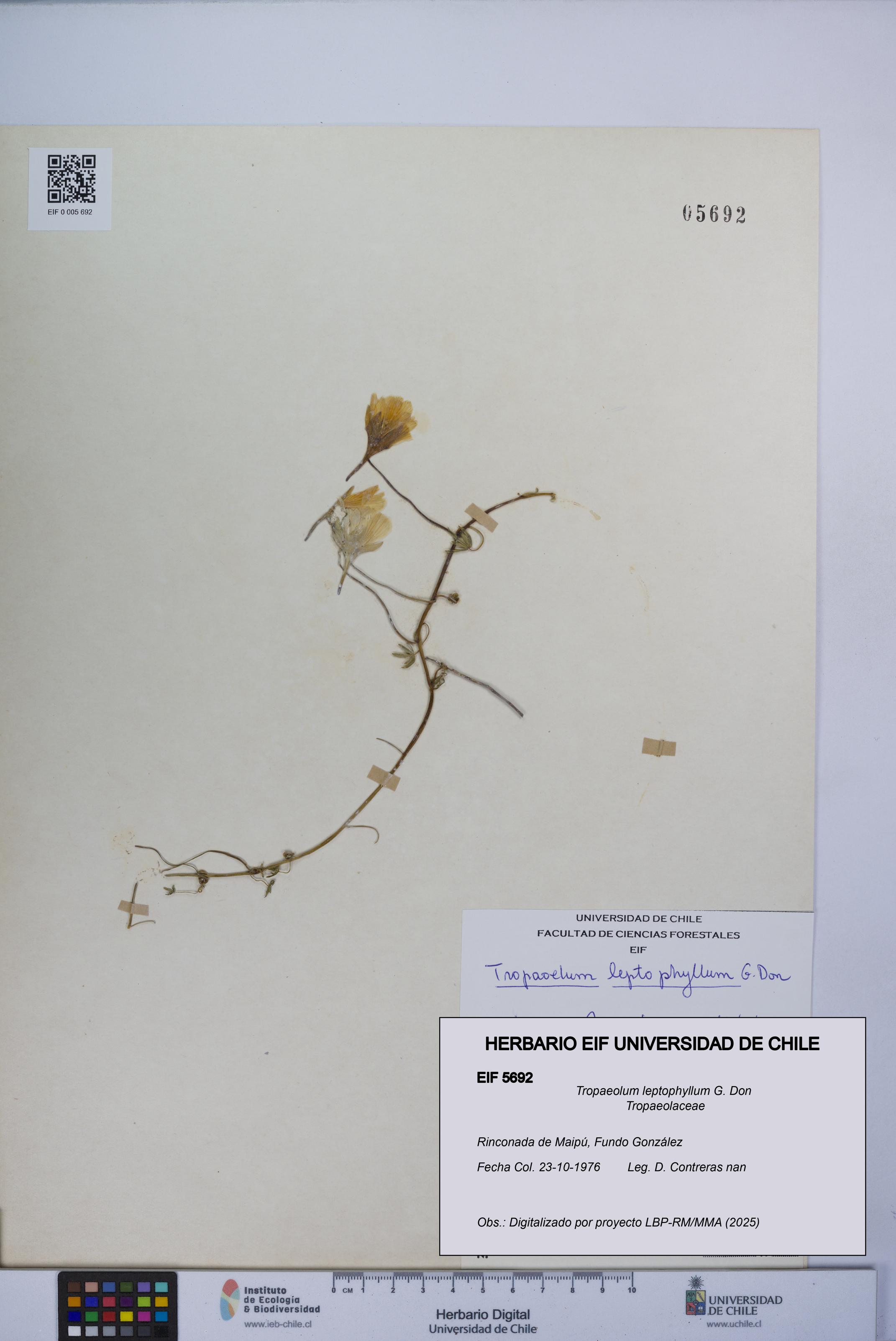 Tropaeolum leptophyllum [Espécimen: UCH:EIF:0005692]