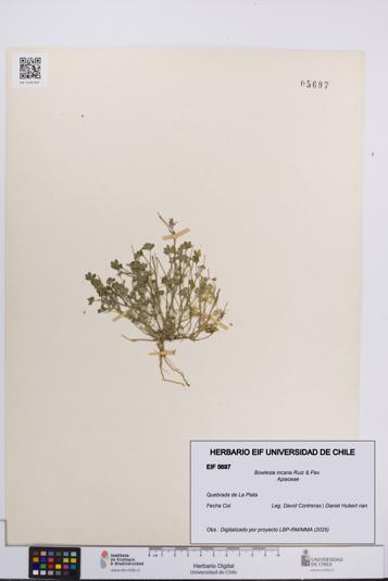 Bowlesia incana [Espécimen: UCH:EIF:0005697]