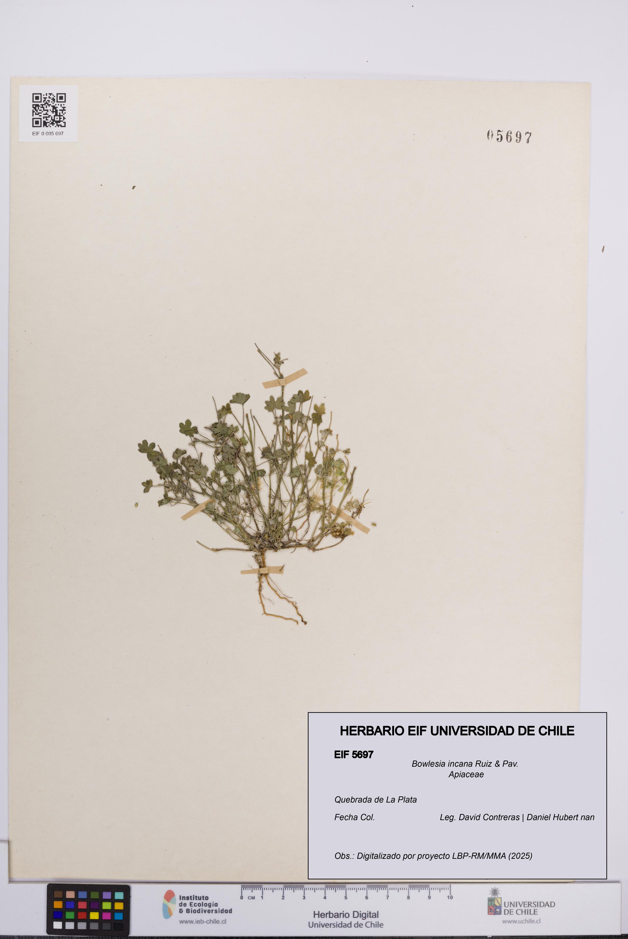 Bowlesia incana [Espécimen: UCH:EIF:0005697]